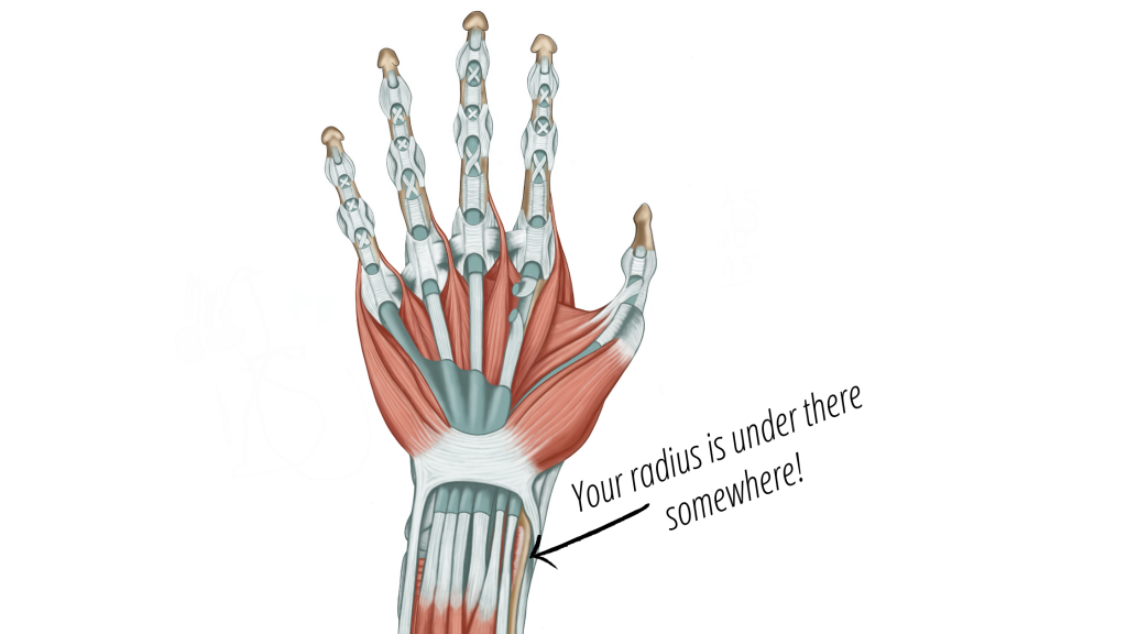 Flexor tendons covering wrist fracture